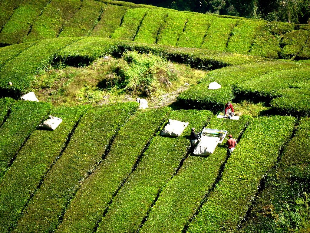 Homestay in Cameron Highlands