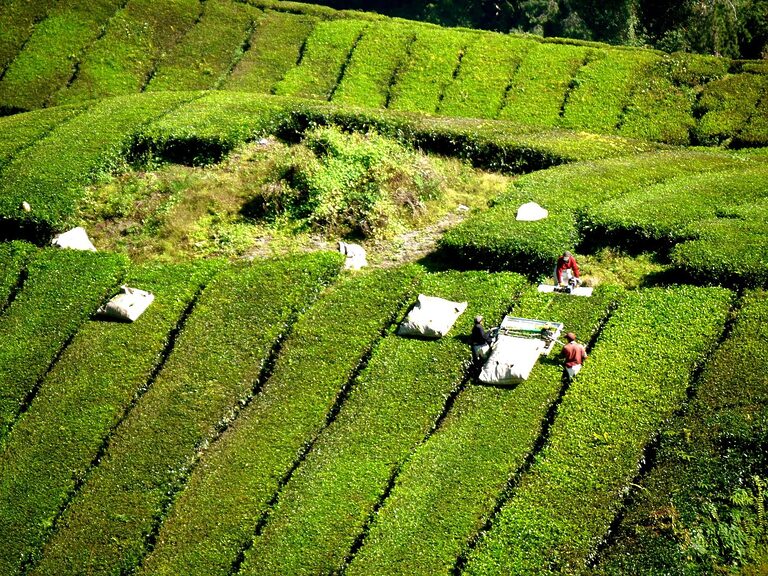 Homestay in Cameron Highlands