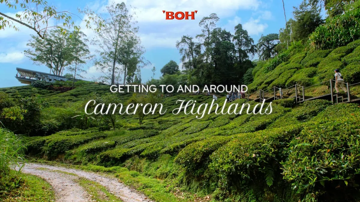 Bilik Sewa di Palas, Cameron Highland